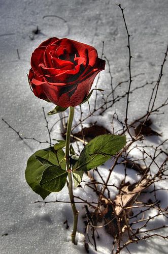 Lunes de lueurs bleues...