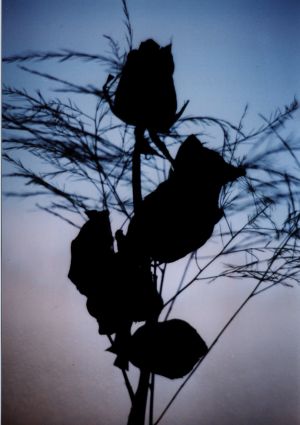 Lunes de lueurs... Bleues...