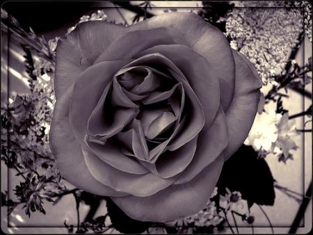 Envol aux ailes libres