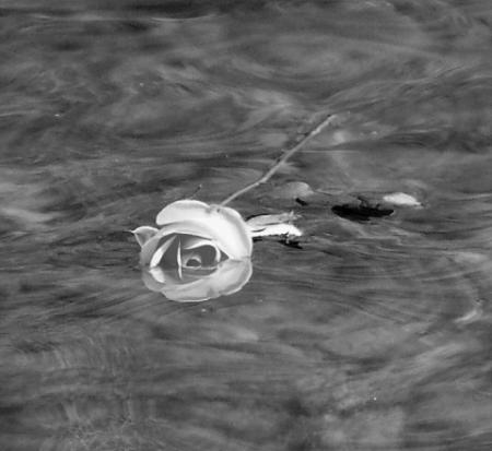 Envol aux ailes libres...