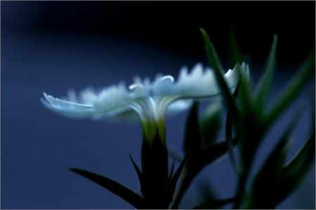 Aurore de l'�clipse du r�ve...